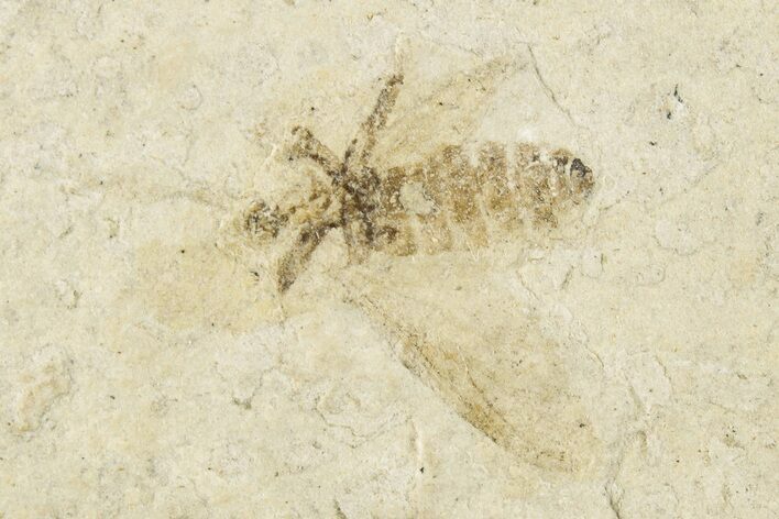 Detailed Fossil March Fly (Plecia) w/ Legs - Wyoming #245644